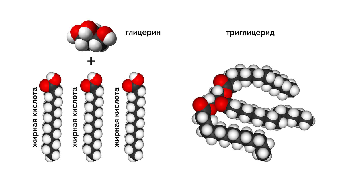 Молекулярная структура триглицерида, состоящая из глицерина и трех жирных кислотных цепей