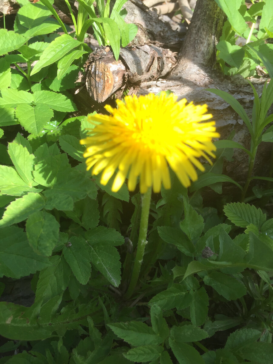 Дети-цветы жизни 😊