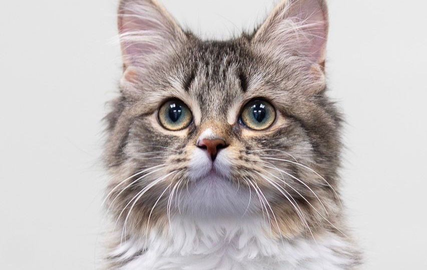 Этот котёнок смотрит на мир большими и добрыми глазами. И не знает, что с ним что-то не так