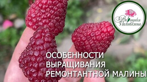 Ремонтантная малина: что нужно знать о ее выращивании, чтобы быть с урожаем