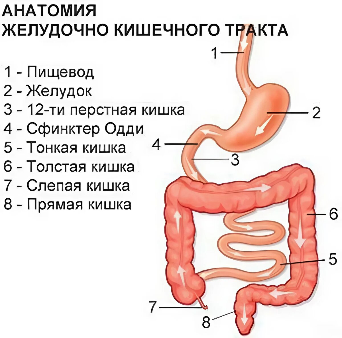 Анатомия желудочно кишечного тракта