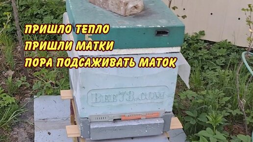 пчеловодство пришло тепло пришли матки пора подсаживать маток пасека