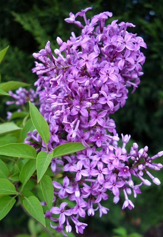 Фото Milan Havlis