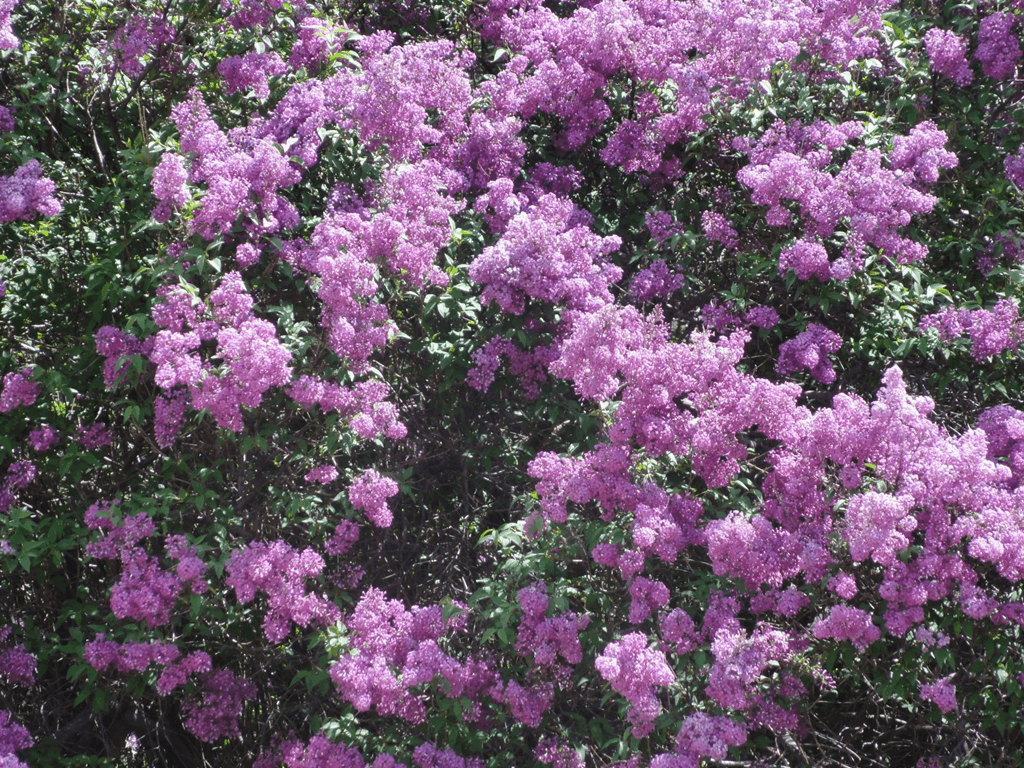 Фото Fort Collins Wholesale Nursery