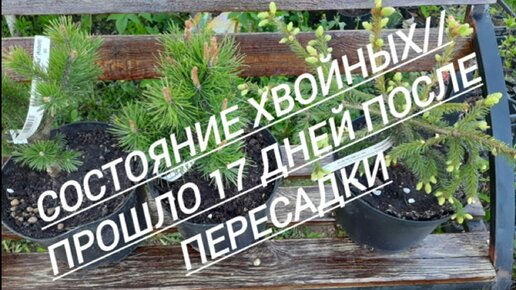 5 #Состояние хвойных//Прошло 17 дней после пересадки//20.05.24🌲🌲🌲