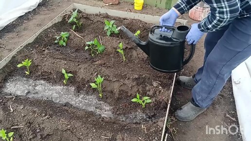 Белгородская область. 18:05:24г.Собрали парник для перца и баклажан. Высадили рассаду. Расширили вальер бройлерам.