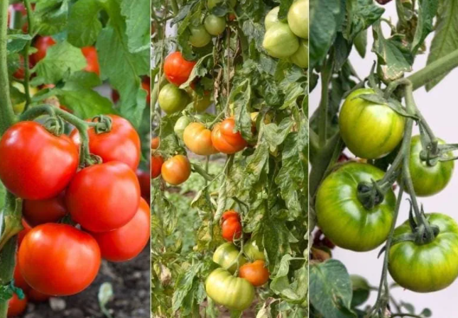 Фото Gardening Chore