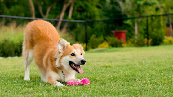    Эти четыре приема улучшат поведение собаки на прогулках без поводка: советы кинолога Андрей Бурков