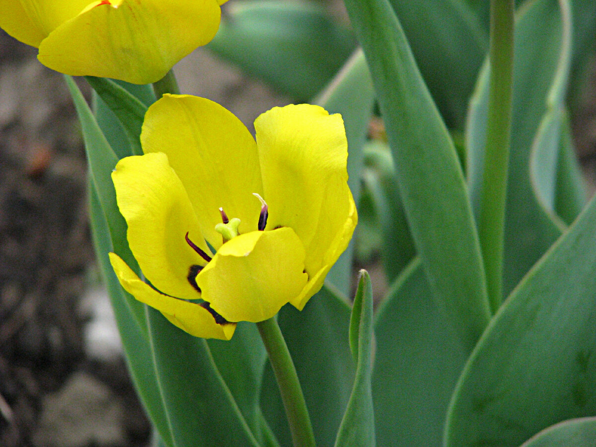 Жёлтый тюльпан