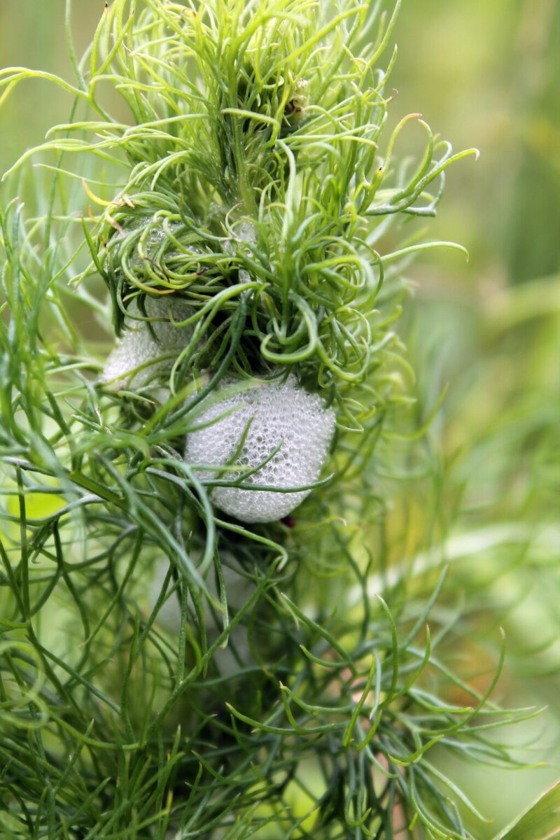    Личинка насекомого растёт в пене. admin