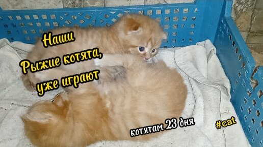 Мои милые рыжие котята, 23 дня, уже играют