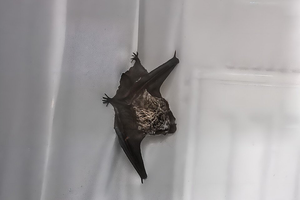    Летучие мыши не способны причинить человеку серьёзный вред, но хватать их голыми руками тоже не нужно Егор Ковалев