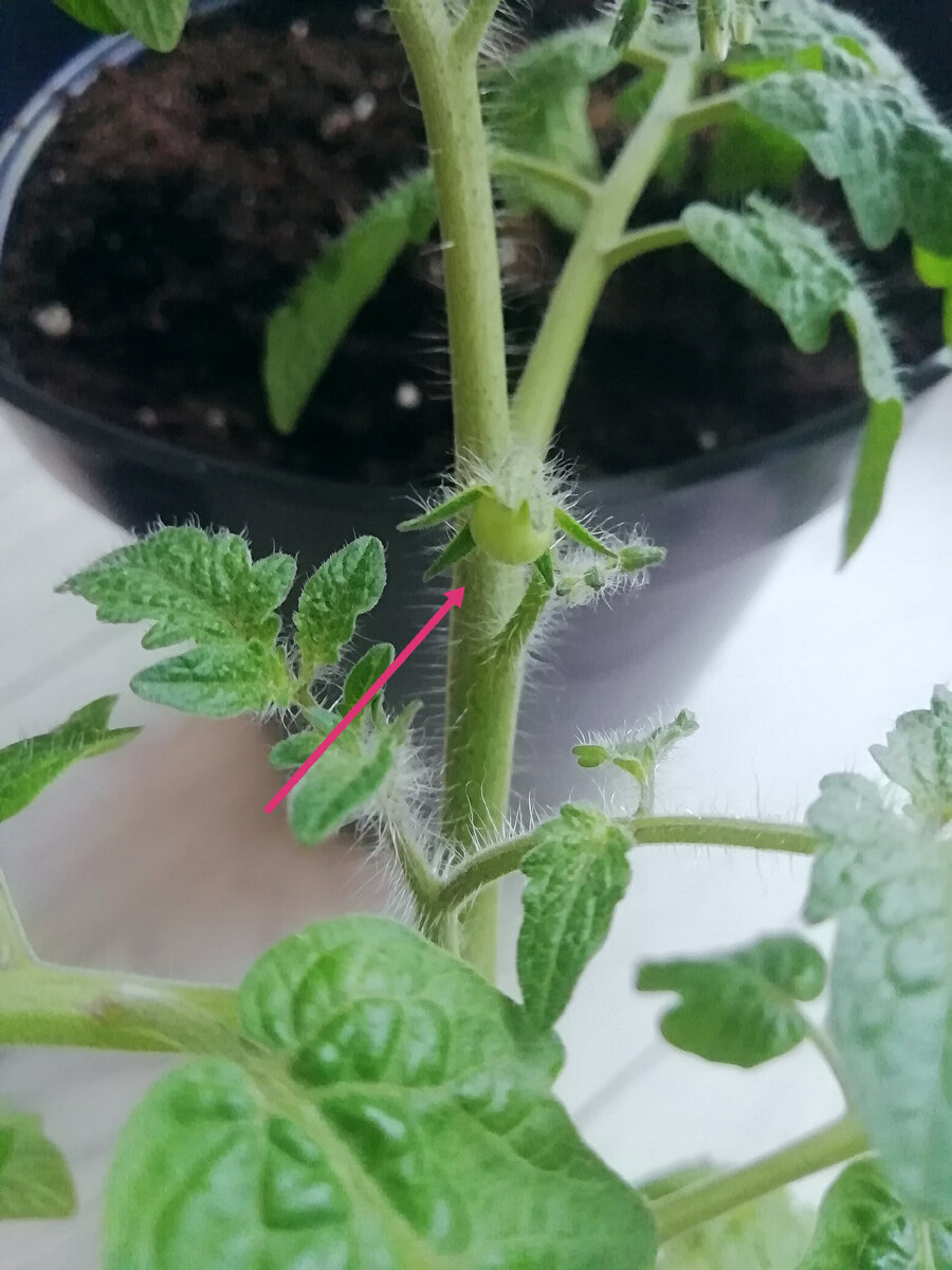 Вот и первый помидор