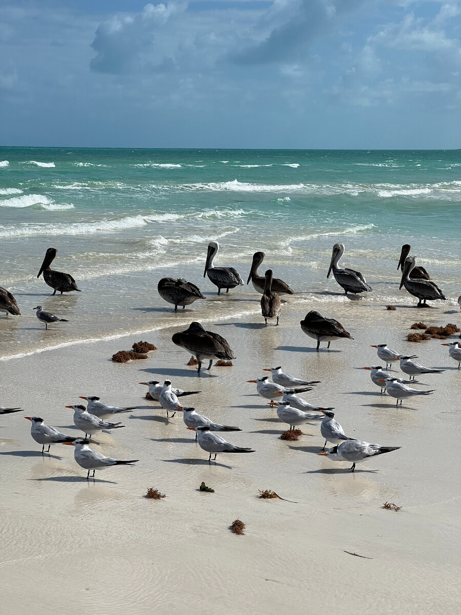 Зимой в Woovo Playa Hermosa Cayo Paredon много пеликанов.