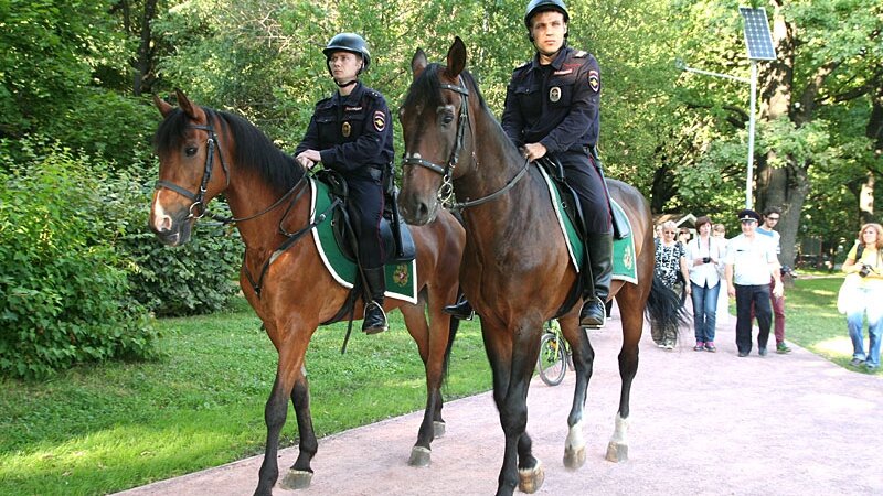 У полицейских лошадей особое снаряжение. Так чепрак (потник под седлом) должен быть обязательно зеленого цвета с гербом России/ © ren.tv