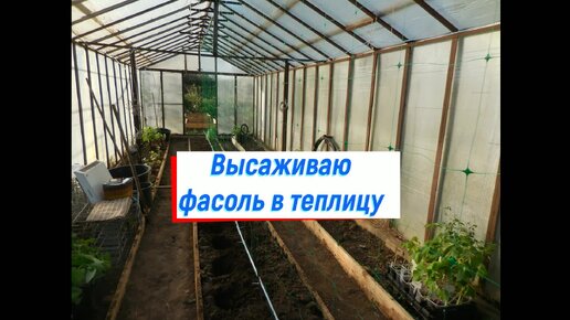 Высаживаю фасоль в теплицу