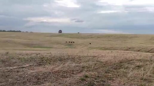 Медведицу с медвежатами заметили в поле рядом с селом Мохово Яшкинского округа.