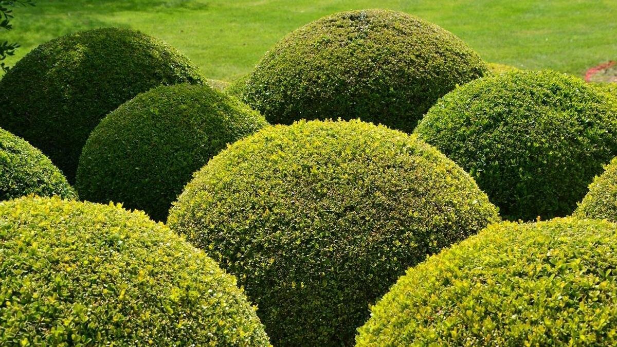    Топиарий из круглых кустов самшита:Pixabay
