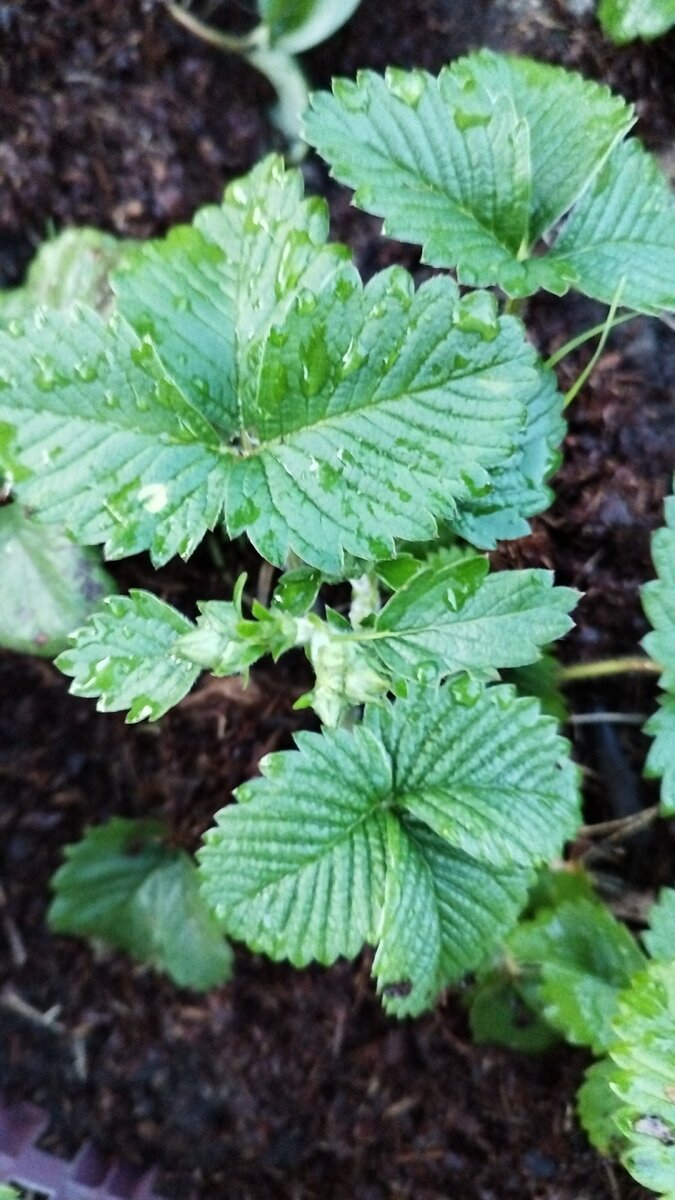 Ждем ягодку) 