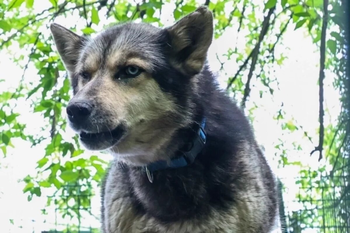    СКР Башкирии возбудил уголовное дело по смерти девочки от укусов собаки