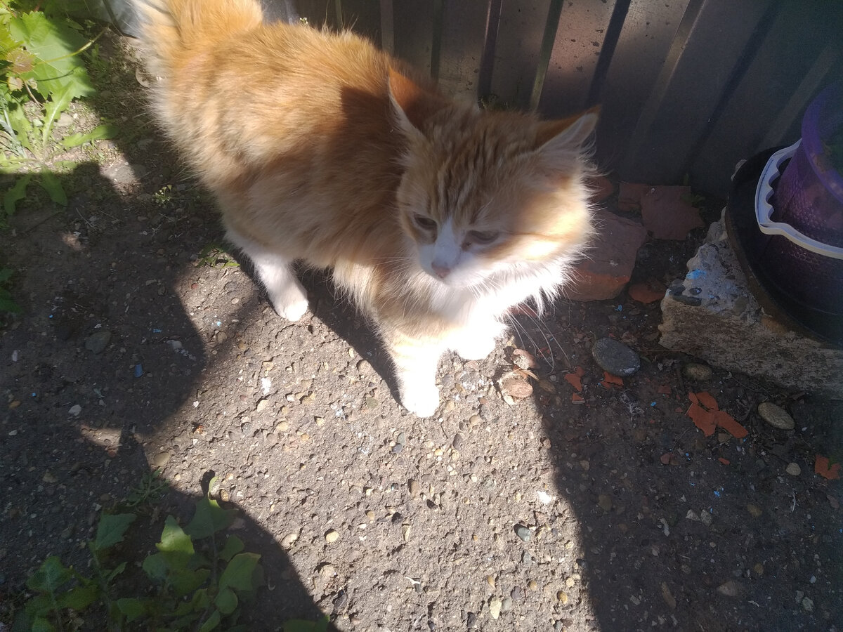 Это кот 🐱 приблудился.