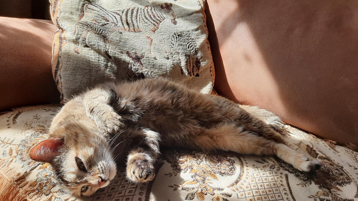 Анфиска на солнышке балдеет