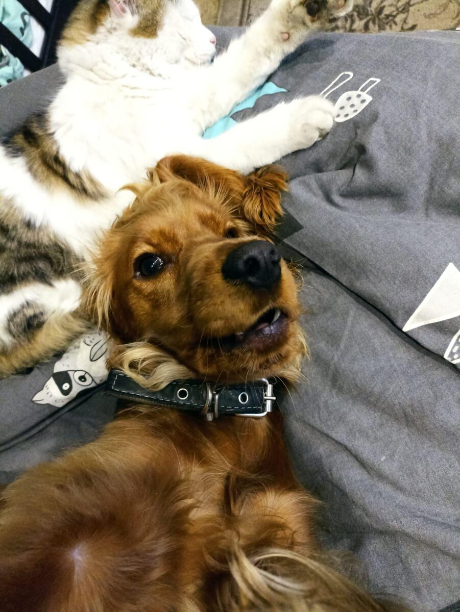 Фото автора канала. Марфа и Веня а-а-дыхают.