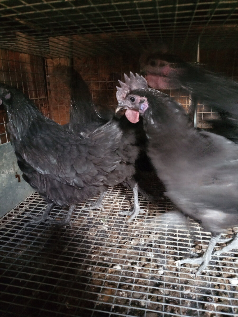 Фото из архива нашего лпх. Ухейилюй.