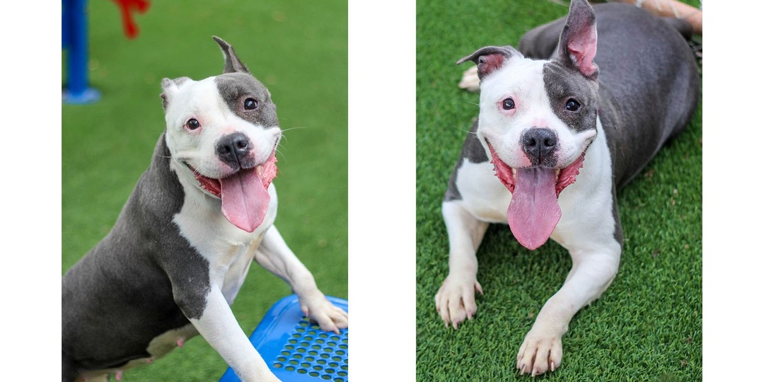 Приютская собака улыбается каждому в надежде найти семью