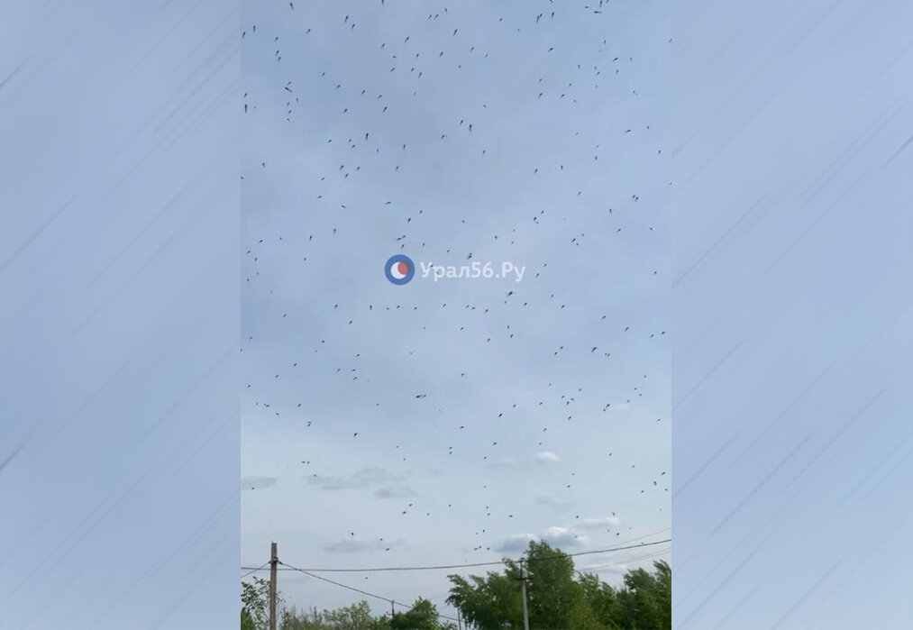    Специалисты не обнаружили полчищ комаров на Ириклинском водохранилище