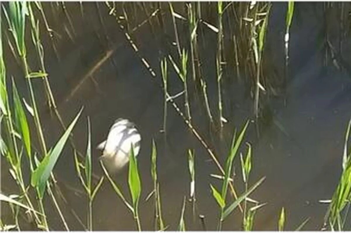    Биологи рассказали о возможных причинах гибели рыбы в Куршском заливе