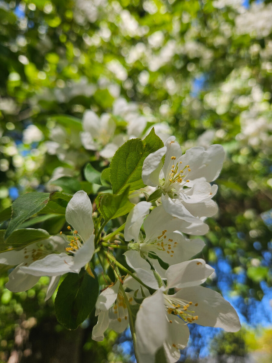 Яблоня Вишнеплодная (фотография автора) 