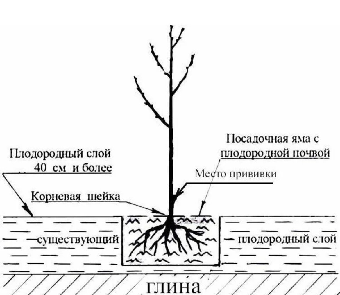 Фо-то взято из свободного доступа Яндекс картинки