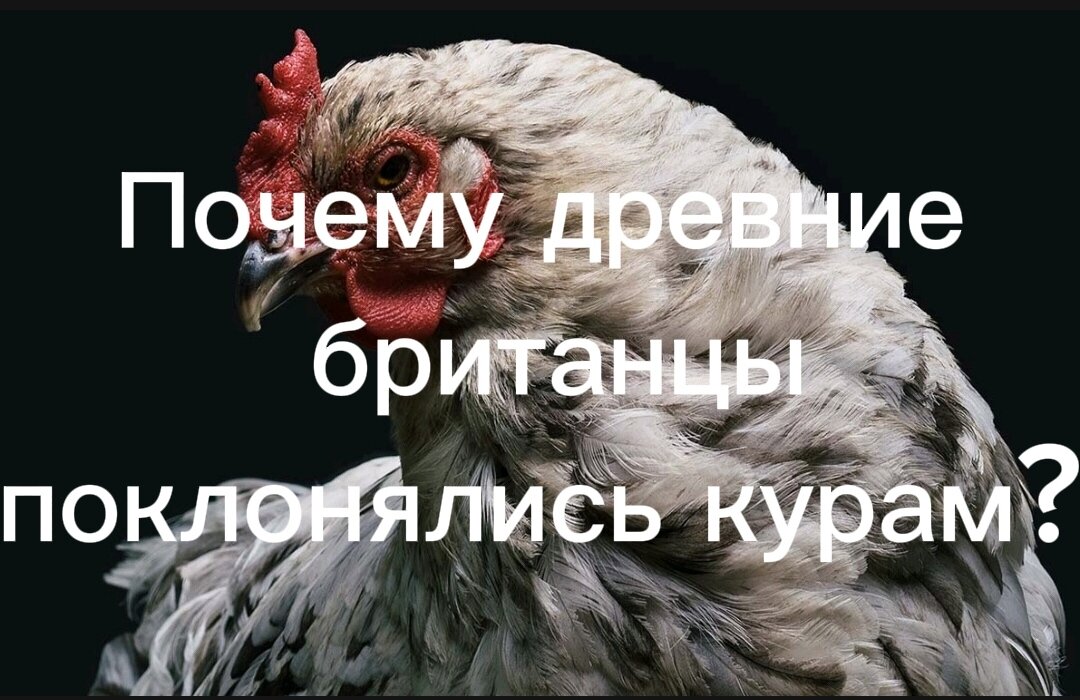 - Ты у меня яйца будешь нести! 
