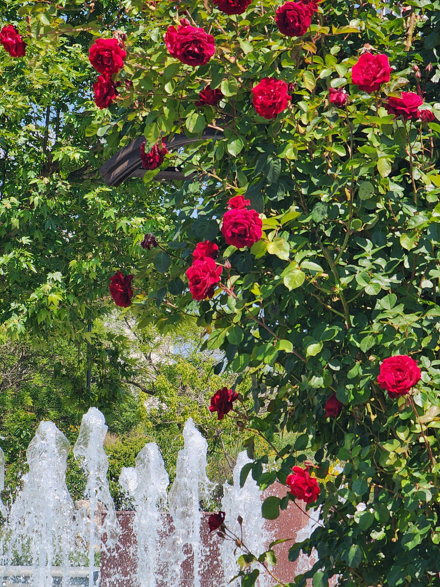 Фонтаны и розы – что может быть красивее