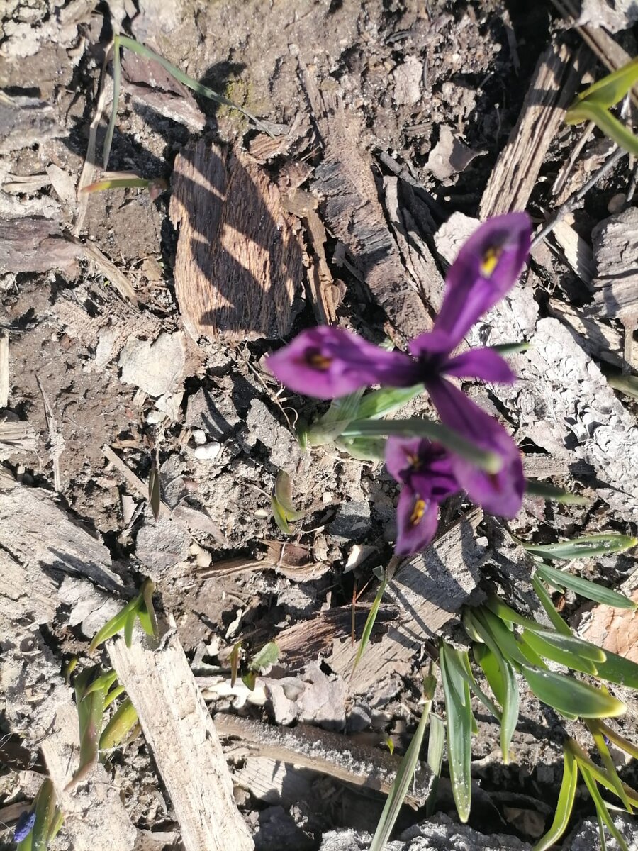 Первые цветочки 