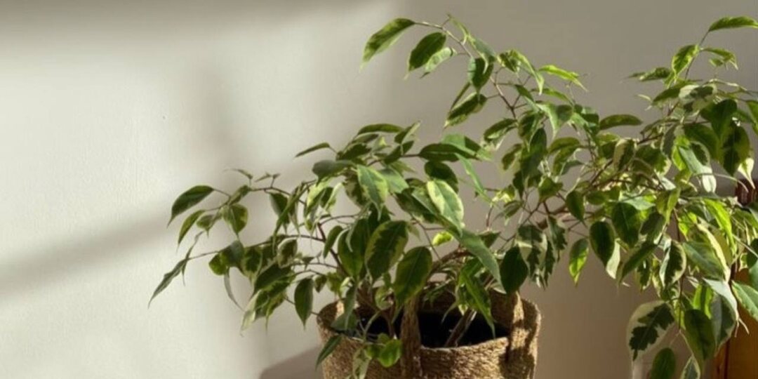 🌳 Фикус Бенджамина. Как ухаживать и спасти от листопада?