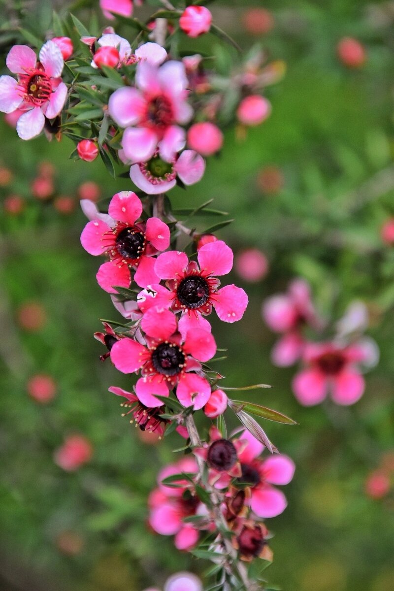 Манука на клумбе. Сочи в мае