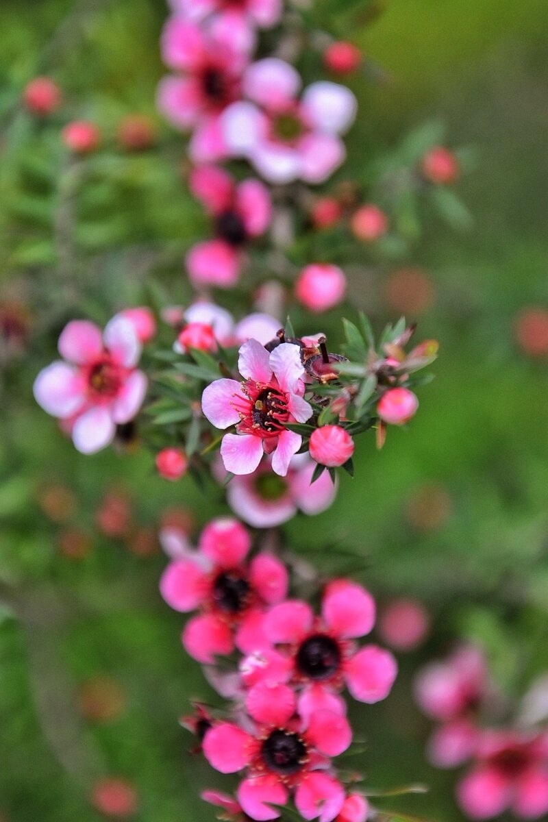 Манука на клумбе. Сочи в мае