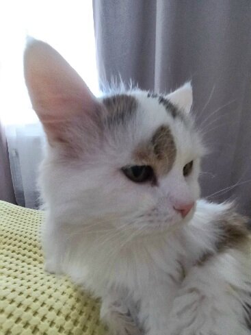 Серого шилопопа в объектив поймать так и не смогла. Поэтому сегодня только ссущий пустяк 😹