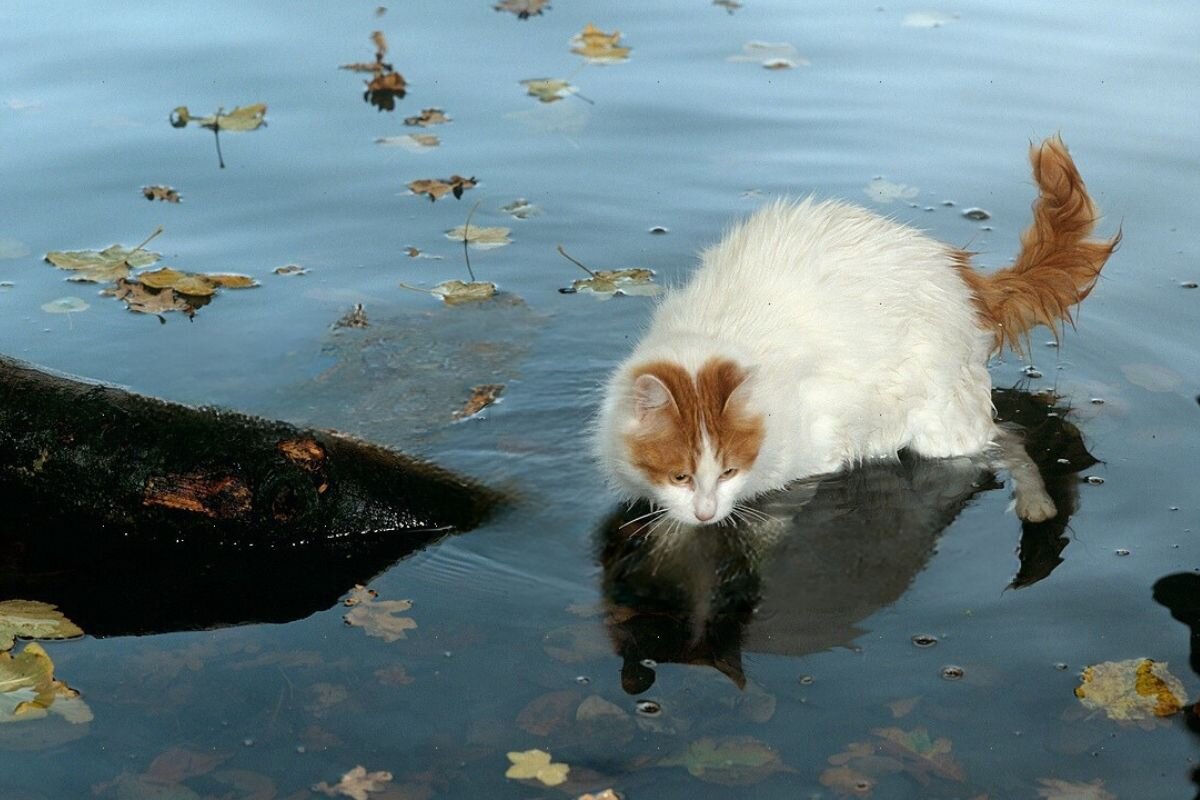 Турецкий ван: кошка, которая действительно любит плавать | ikoshkiru - Мир  кошек | Дзен