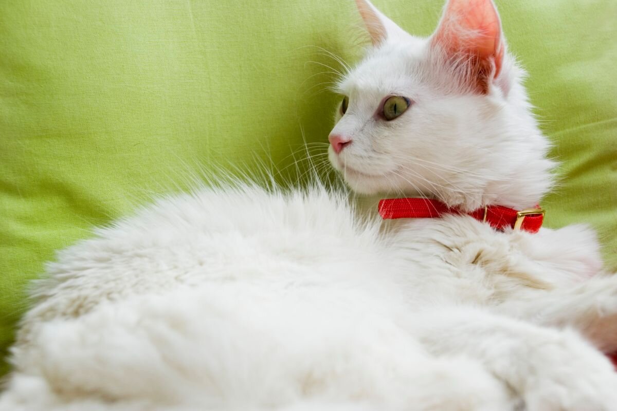 Кошка породы турецкий ван