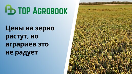 Цены на зерно растут, но аграриев это не радует | TOP Agrobook: обзор аграрных новостей