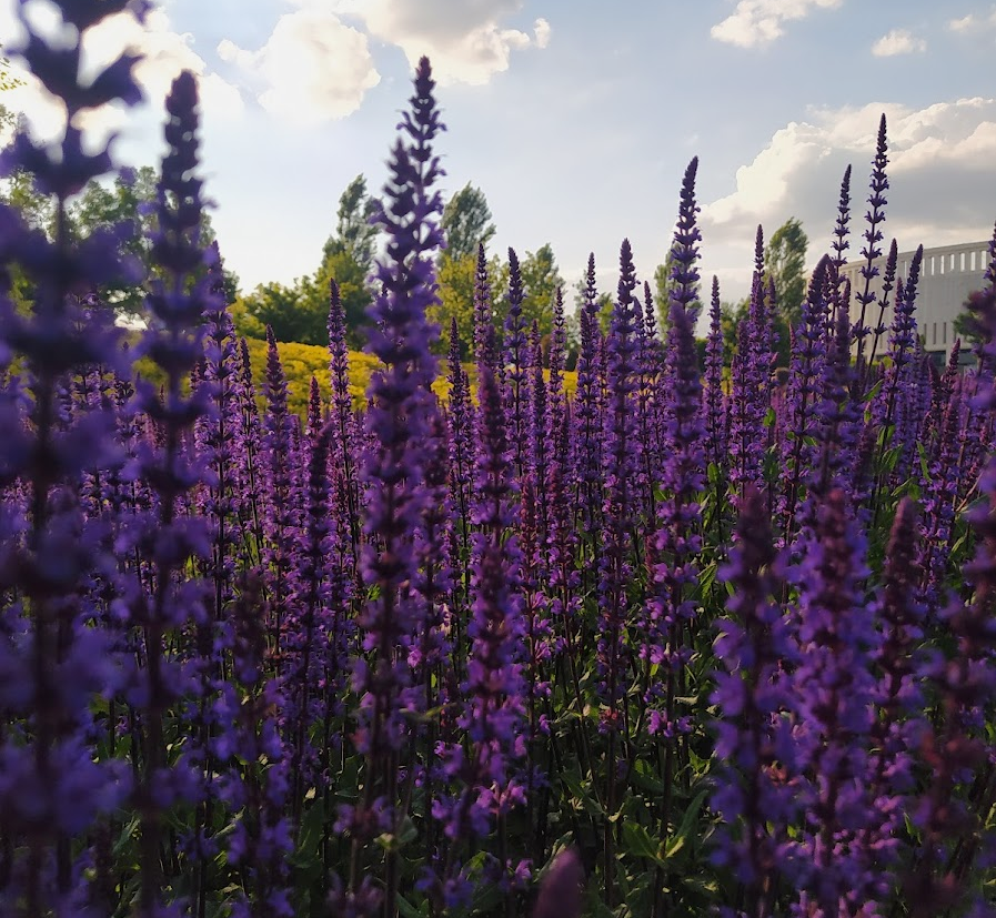 Поля шалфея в парке цветут и в остальные месяцы. Когда сезон заканчивается, настоящие растения заменяют на очень похожие искусственные. Фото: Екатерина Пучкова