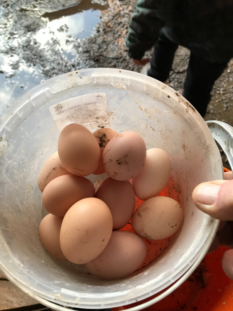 Хорошая яичница получится.