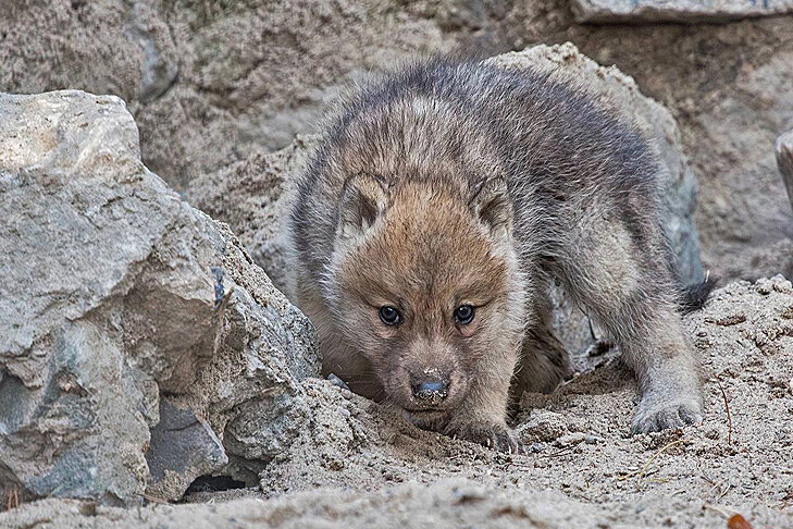    Фото Новосибирского зоопарка