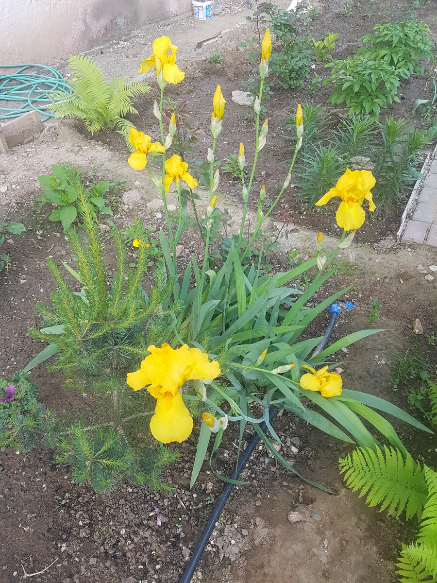 По началу все стояли огурцом, но мы упустили и не подвязали, поэтому...