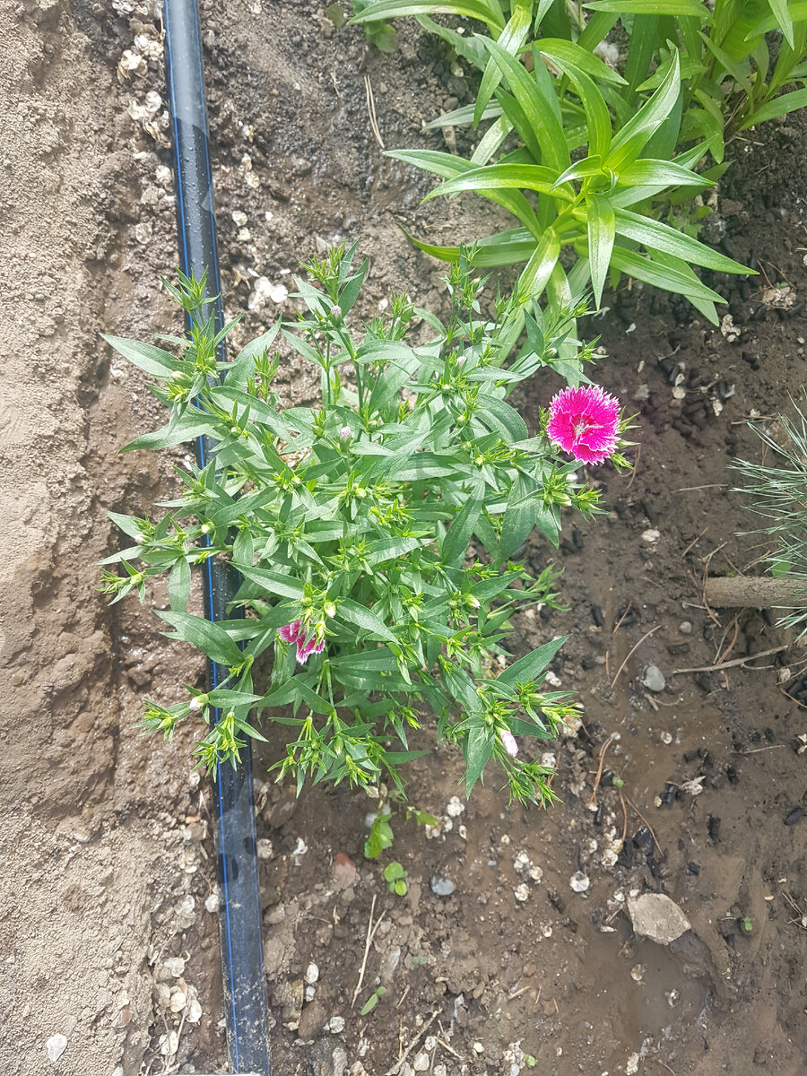 Как бы напоминает о себе😉