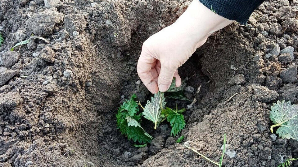 Когда трава будет заложена в лунки, ее надо присыпать небольшой массой перегноя или плодородной земли, потом проредить штыком лопаты.