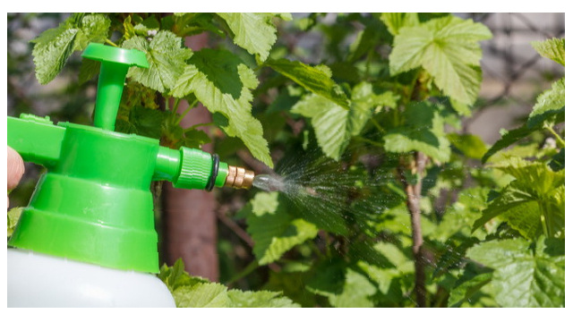 "В период налива ягод смородину и крыжовник важно подкормить": предлагаю проверенные и полезные составы